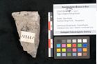 Foto (Detailansicht) von Fagus shagiana Ettingshausen (NHMW-GEO-2024-0188-10144c)